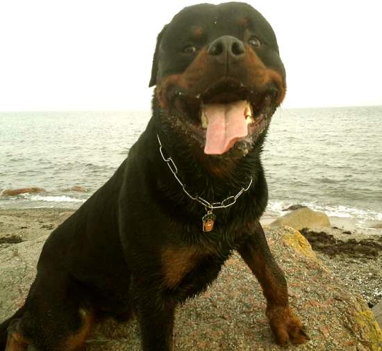 rottweiler kowo.jpg